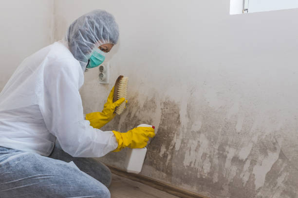 Best Basement Mold Removal  in Carrizo Springs, TX