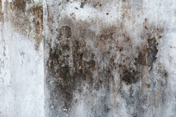 Best Commercial Mold Inspection  in Carrizo Springs, TX